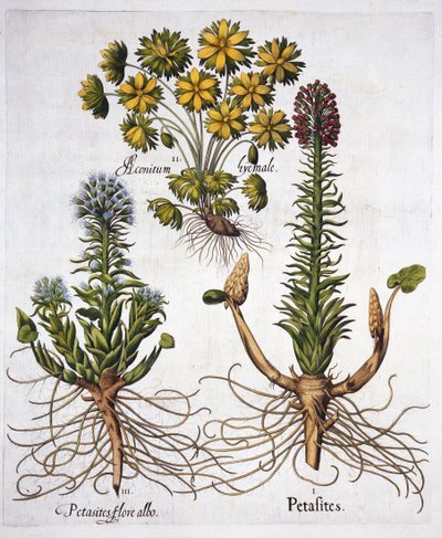 Hortus Eystettensisのバターバーと冬のトリカブト、Basil Besler（1561-1629）、パブ。 1613（手塗りの彫刻） 作： German School