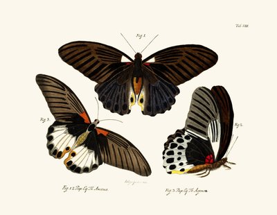 蝶、1783-1806 作： German School
