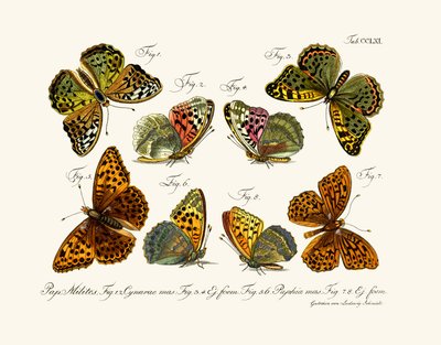 蝶、1783-1806 作： German School