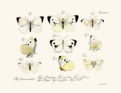 蝶、1783-1806 作： German School