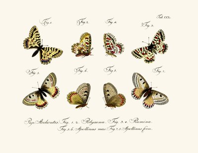 蝶、1783-1806 作： German School