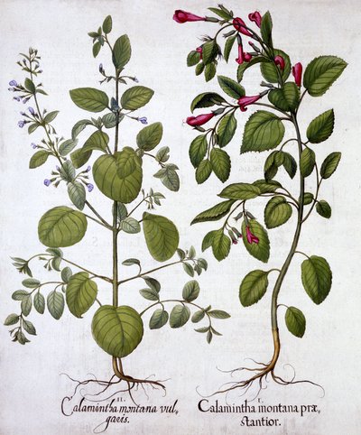 カラタス、Hortus Eystettensis、Basil Besler（1561-1629）、パブ。 1613（手塗りの彫刻） 作： German School