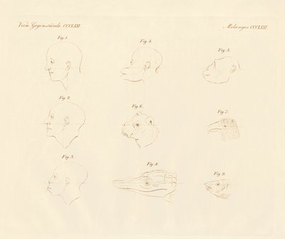 キャンピングカーの顔の角度（カラー刻印 作： German School