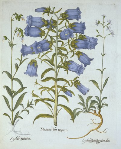 カンタベリーベル、白い膀胱カンピオン、ノッティンガムキャッチフライ、Hortus Eystettensis、バジルベスラー（1561-1629）、パブ。 1613（手塗りの彫刻） 作： German School