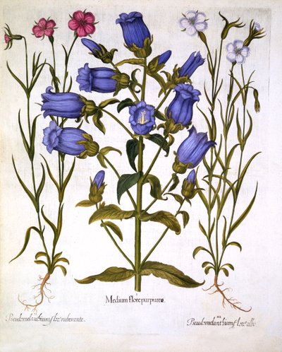 カンタベリーベル、およびトウモロコシの貝、Hortus Eystettensis、バジルベスラー（1561-1629）、パブ。 1613（手描きの彫刻） 作： German School