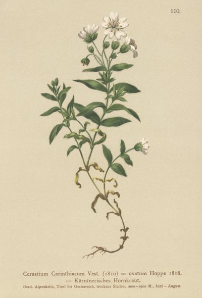 ケルンテン語のマウスの耳（Cerastium Carinthiacum、Cerastium ovatum） 作： German School