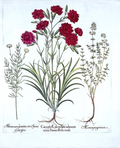 カーネーション、キャットタイム、一般的なラベンダーコットン、Hortus Eystettensis作、Basil Besler（1561-1629）、パブ。 1613（手塗りの彫刻） 作： German School