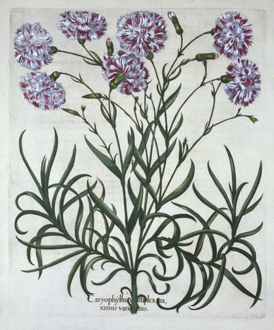 カーネーション、Hortus Eystettensis、Basil Besler（1561-1629）、パブ。 1613（手塗りの彫刻） 作： German School