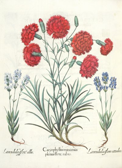 カーネーションとラベンダー：1.Caryophyllus最大の満開の赤。 2.Lavandula白い花; 3.Lavandulaは、バジルベスラー（1561-1629）のEystettensisのパブで咲きます。 1613 作： German School