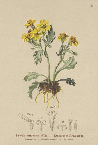 Carniolanラグワート（Senecio carniolicus、Senecio incanus subsp。carniolicus） 作： German School