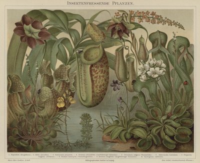食虫植物 作： German School