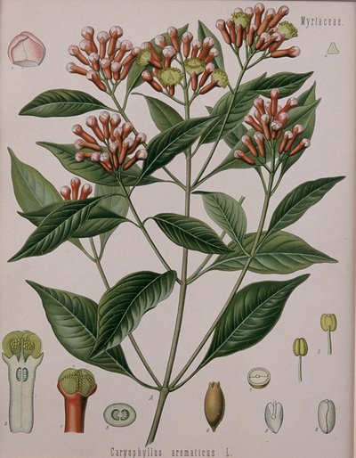 Caryophyllus Aromaticus（クローブ） 作： German School