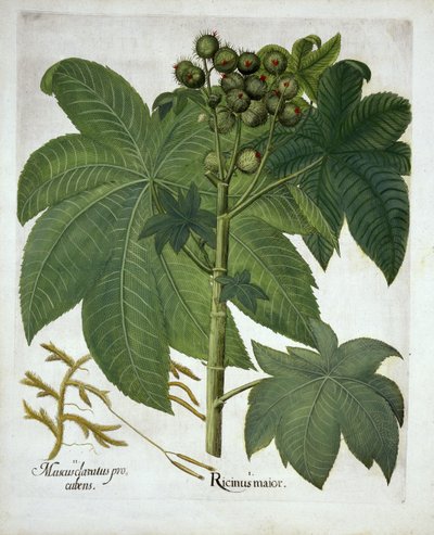 ヒマワリEystettensisからのキャスターオイルプラント、バジルベスラー（1561-1629）パブ。 1613 作： German School