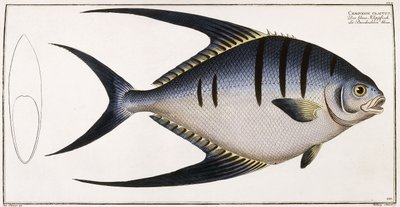 Chaetodon Glaucus、1785-1788 作： German School