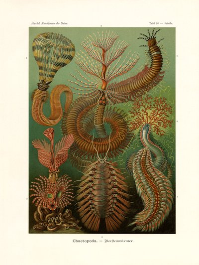 Chaetopoda、1899-1904 作： German School