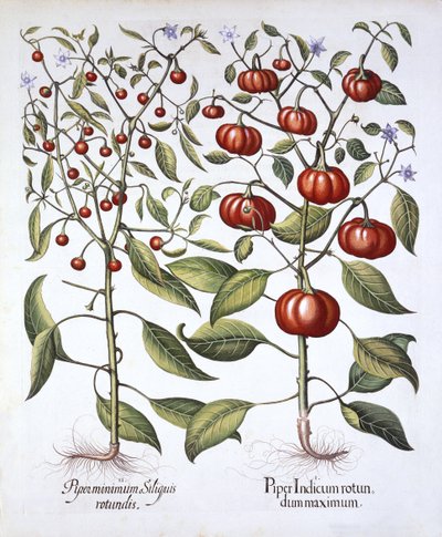 チリペッパー[ナイトシェードファミリー]、Hortus Eystettensis、バジルベスラー（1561-1629）、パブ。 1613（手描きの彫刻） 作： German School