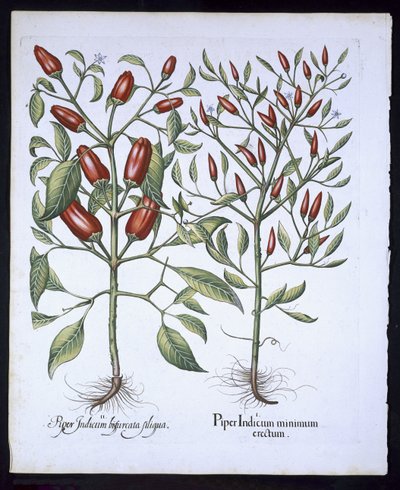 チリペッパー植物、Hortus Eystettensis、Basil Besler（1561-1629）、パブ。 1613（手描きの彫刻） 作： German School