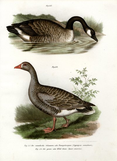 中国のガチョウ、1864 作： German School