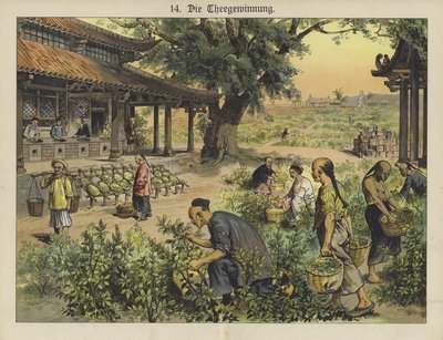 中国の茶畑（カラーリトグラフ 作： German School