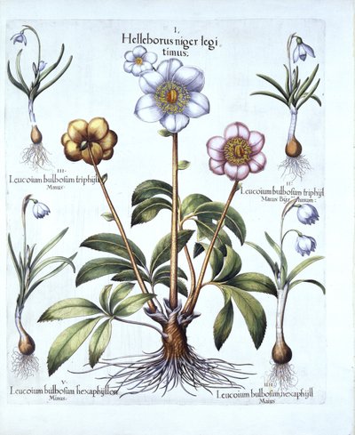 Hortus EystettensisのBasis Besler（1561-1629）によるクリスマスローズとスノードロップのバリエーション、パブ。 1613（手塗りの彫刻） 作： German School