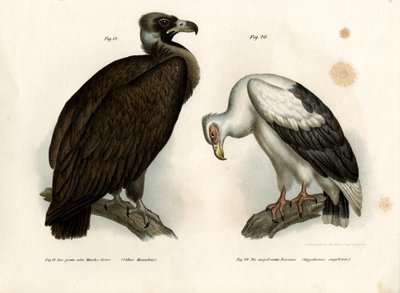 シネラスハゲタカ、1864年 作： German School