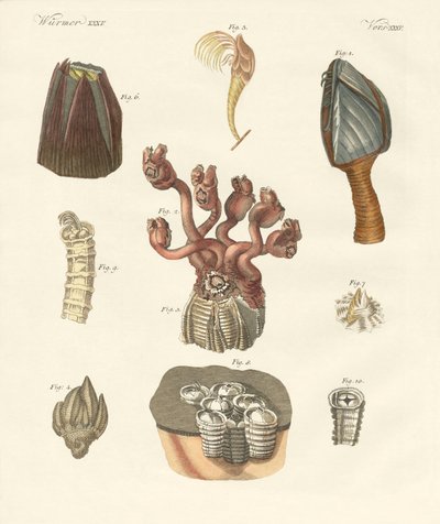 Cirrhipodas, Bristleworms or brachiopods (colored engraving) 作： German School