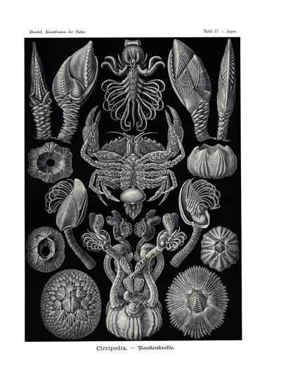 Cirripedia、1899-1904 作： German School