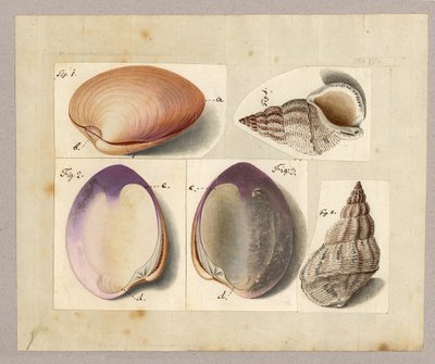 アサリとカタツムリ：ヴィーナスMercenaria Linnaei、Buccino glacioli Linnaei、1785（紙にトイレ） 作： German School