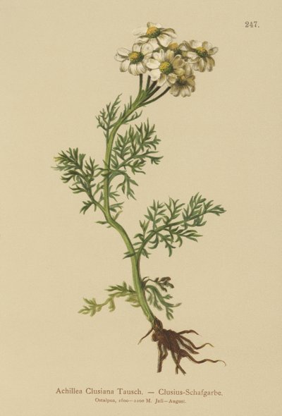 Clusius Yarrow（Achillea Clusiana、Achillea atrata ssp。clusiana） 作： German School