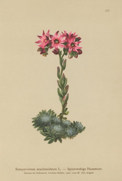 クモの巣Houseleek（Sempervivum arachnoideum、Sedum arachnoideum、Sempervivum sanguineum） 作： German School