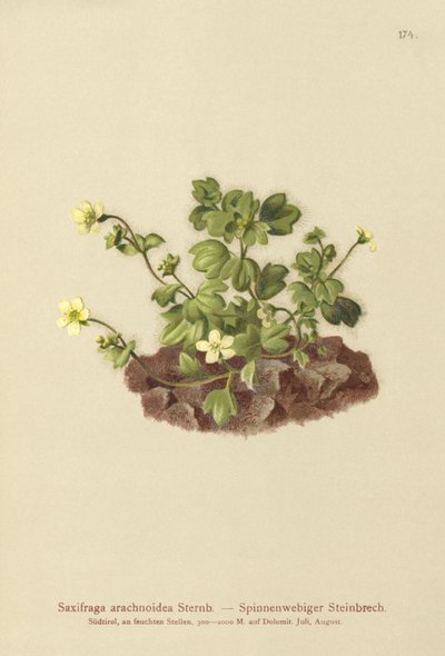クモの巣Saxifrage（Saxifraga arachnoidea） 作： German School