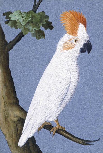 コカトゥー、1750〜1800 作： German School