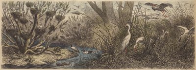ハンガリーのティサ川の水鳥のコロニー 作： German School