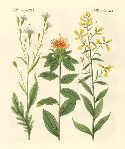 着色された植物 作： German School