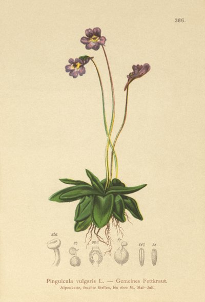 一般的なバターワート（Pinguicula vulgaris） 作： German School