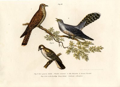 カッコウ、1864 作： German School