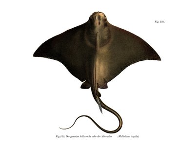 Common Eagle Ray（カラーリトグラフ 作： German School