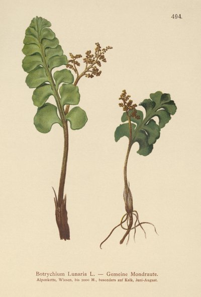 一般的なムーンワート（Botrychium lunaria） 作： German School