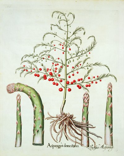 花と果実の一般的なアスパラガス、バジルベスラーによるHortus Eystettensis（1561-1629）、パブ。 1613（手描きの彫刻） 作： German School