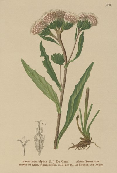 一般的なノコギリソウ（Saussurea alpina） 作： German School