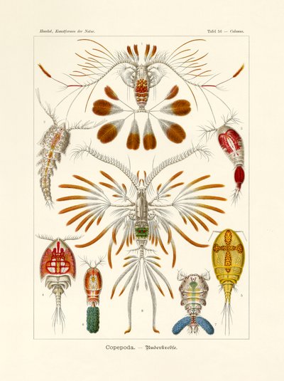 カイアシ目、1899-1904 作： German School