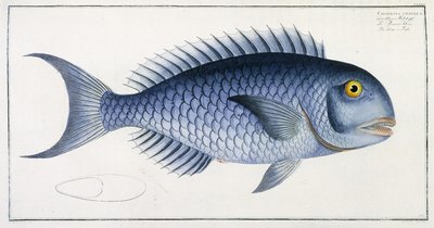 Coryphaena Coerulea 作： German School