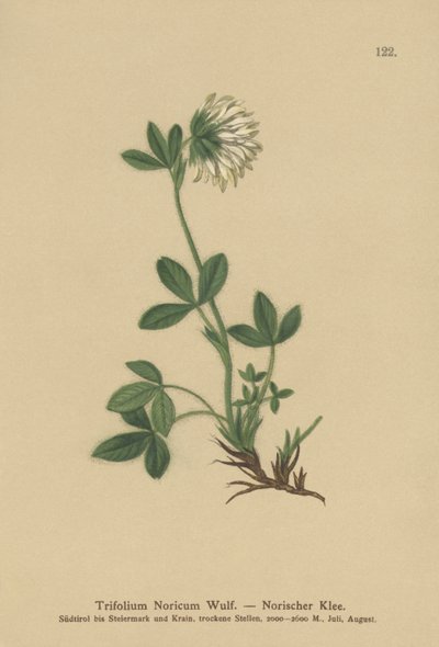 クリームクローバー（Trifolium Noricum） 作： German School