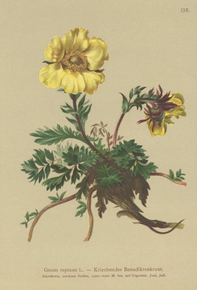 忍び寄るエイヴンズ（Geum reptans） 作： German School