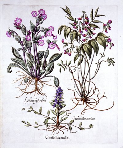 忍び寄るラッパ、スプリングベッチ、レッドカンピオン、Hortus Eystettensis、バジルベスラー（1561-1629）、パブ。 1613（手描きの彫刻） 作： German School