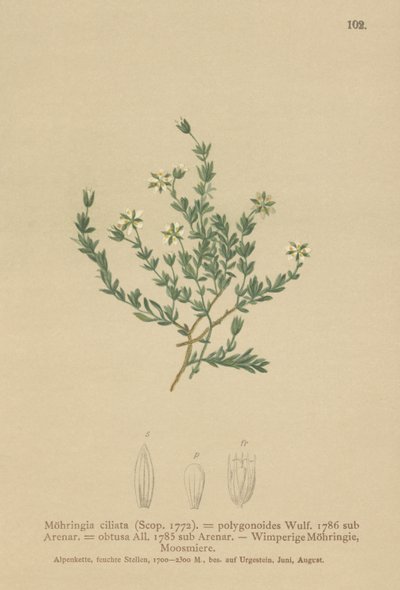 忍び寄るサンドワート（Moehringia ciliata、Moehringia polygonoides、Arenaria obtusa） 作： German School