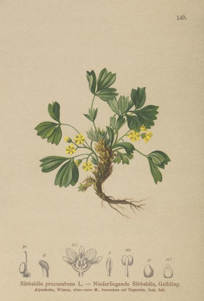 忍び寄るシバルディア（Sibbaldia procumbens） 作： German School