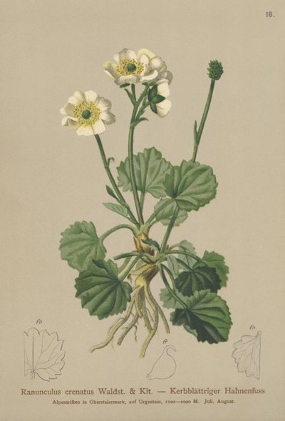 クロウネードクロウフット（Ranunculus crenatus） 作： German School