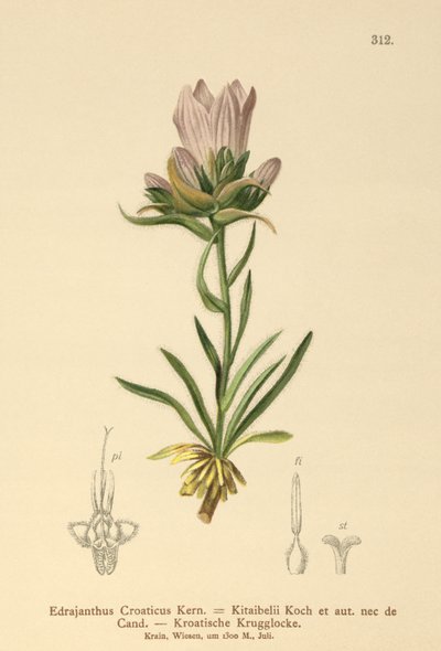 クロアチアの草で覆われたベル（Edrajanthus Croaticus、Edrainanthus croaticus、Edrainanthus Kitaibellii、Edrainanthus graminifolius、Edrainanthus albanicus、Wahlenbergia graminifolia） 作： German School