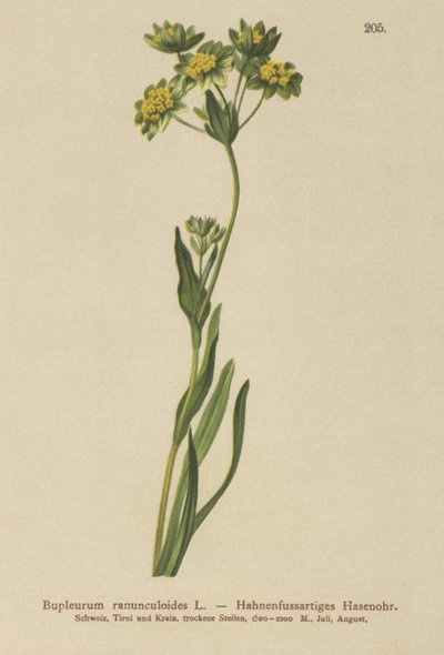 クロウフット-葉ノウサギ耳（Bupleurum ranunculoides） 作： German School